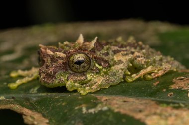 Yosunlu Ağaç Kurbağası 'nın Makro Görüntüsü: Rhacophorus everetti. Sabah, Borneo. Geceleri çekilen Borneo 'nun sevimli yosunlu ağaç kurbağası.