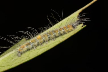 Yeşil yapraklar üzerinde güzel sarı tırtıl vahşi yaşam konsepti