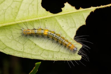 Yeşil yapraklar üzerinde güzel sarı tırtıl vahşi yaşam konsepti