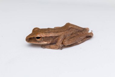 Borneo 'daki beyaz arka planda izole edilmiş Güzel Kurbağa