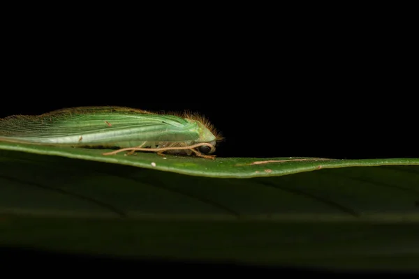 绿翼蛾 婆罗洲岛 自然野生动物概念的绿翼蛾 — 图库照片
