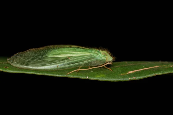 Zelená Krajka Moth Zelená Krajka Moth Borneo Island Příroda Volně — Stock fotografie