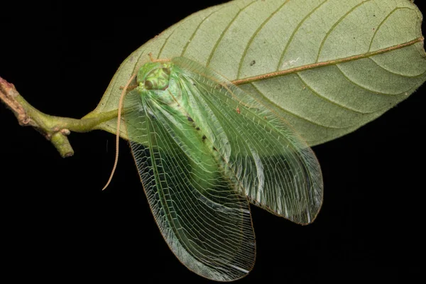 Green Lacewing Moth Green Lacewing Moth Del Borneo Concetto Fauna — Foto Stock