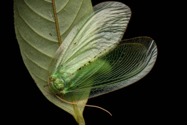 Green Lacewing Moth Green Lacewing Moth Borneo Island Nature Concept — стокове фото