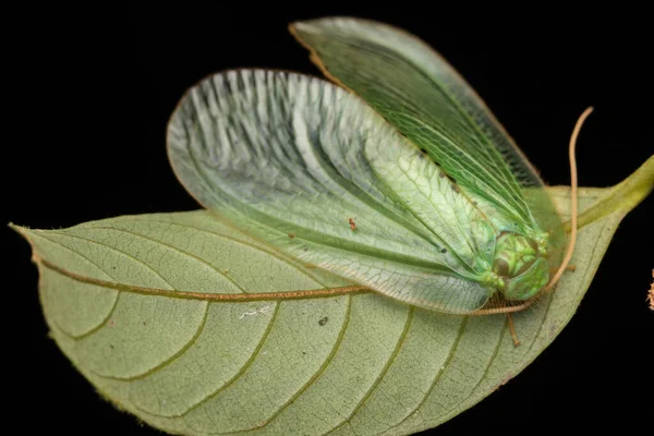 Green Lacewing Moth Green Lacewing Moth Borneo Island Nature Concept — стокове фото