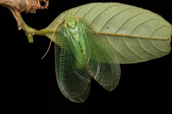 Zelená Krajka Moth Zelená Krajka Moth Borneo Island Příroda Volně — Stock fotografie