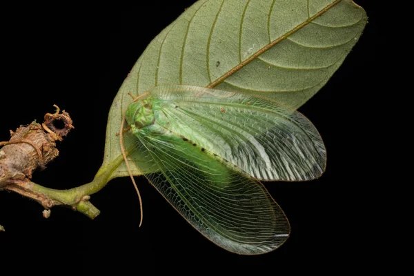Green Lacewing Moth Green Lacewing Moth Borneo Island Nature Wildlife — Stockfoto