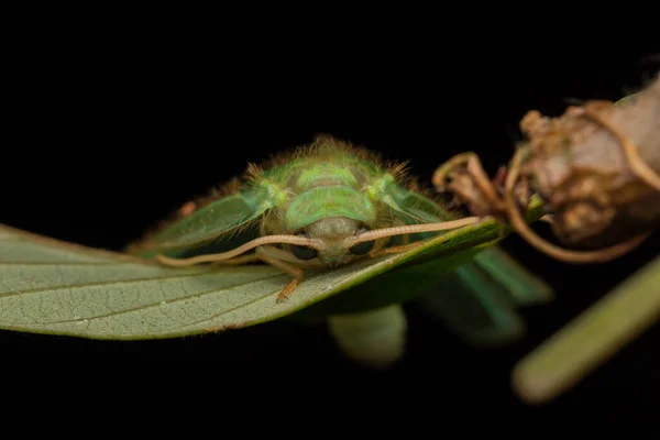 Green Lacewing Moth Green Lacewing Moth Van Borneo Island Nature — Stockfoto