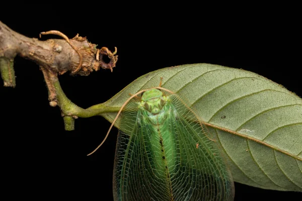 Green Lacewing Moth Green Lacewing Moth Borneo Island Nature Wildlife — Fotografia de Stock