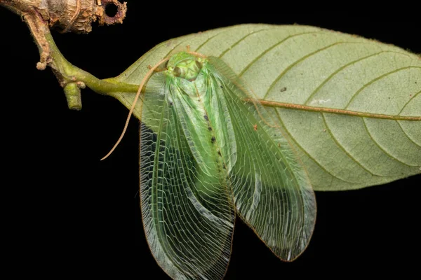 Yeşil Lacewing Güvesi Borneo Adası Nın Yeşil Lacewing Güvesi Vahşi — Stok fotoğraf
