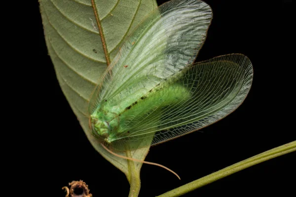 Zelená Krajka Moth Zelená Krajka Moth Borneo Island Příroda Volně — Stock fotografie