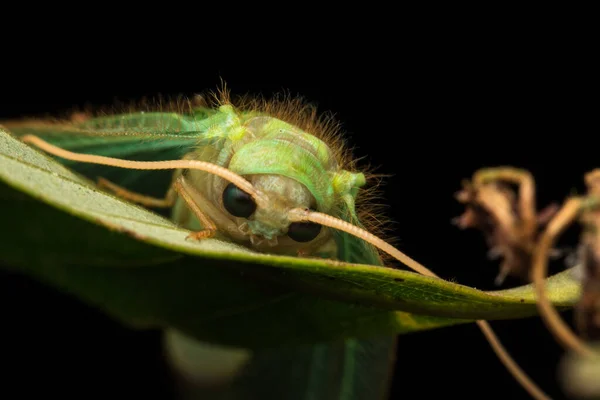 绿翼蛾 婆罗洲岛 自然野生动物概念的绿翼蛾 — 图库照片