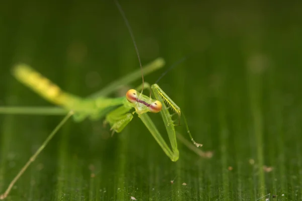 Scène Animalière Mante Verte Sur Feuille Bornéo Island Nature Concept — Photo