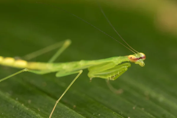 Wildlife Scene Green Mantis Leaf Borneo Island Nature Wildlife Concept — Stock Photo, Image