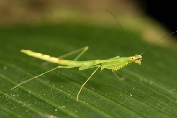 Scène Animalière Mante Verte Sur Feuille Bornéo Island Nature Concept — Photo