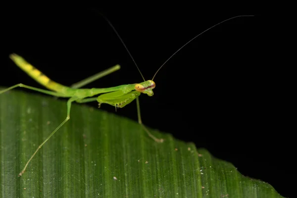 婆罗洲岛 大自然野生动物概念中的绿绿的螳螂野生动物场景 — 图库照片