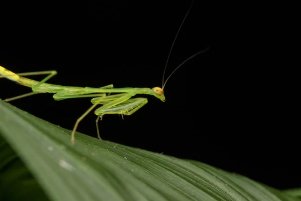 Wildszene Der Grünen Gottesanbeterin Auf Dem Blatt Wildtierkonzept Borneo Island — Stockfoto