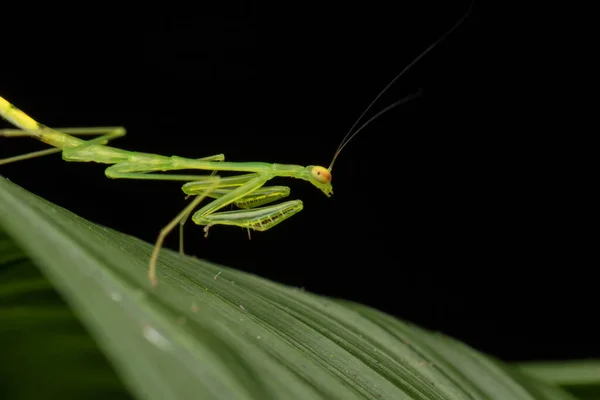 Wildszene Der Grünen Gottesanbeterin Auf Dem Blatt Wildtierkonzept Borneo Island — Stockfoto