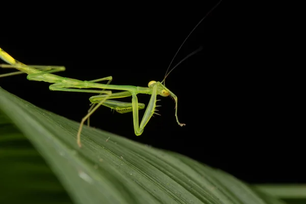 Άγρια Ζωή Σκηνή Του Πράσινου Mantis Φύλλα Στο Βόρνεο Νησί — Φωτογραφία Αρχείου