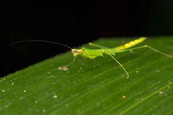 Wildlife Scene Van Groene Bidsprinkhaan Blad Bij Borneo Island Nature — Stockfoto