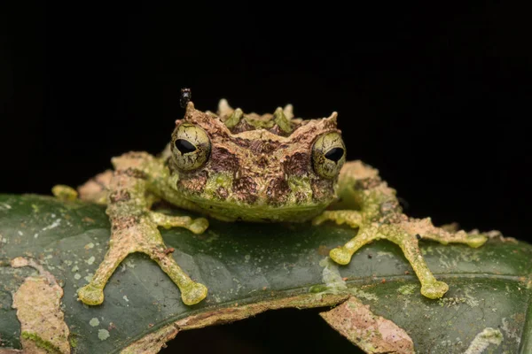 Macro Image Mossy Tree Frog Rhacophorus Everetti Inglés Sabah Borneo — Foto de Stock