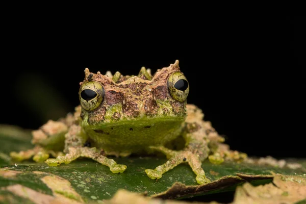 Makro Obrázek Mossy Tree Frog Rhacophorus Everetti Sabah Borneo Vzal — Stock fotografie