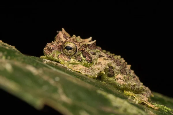 Macro Image Mossy Tree Frog Rhacophorus Everetti Inglês Sabah Bornéu — Fotografia de Stock