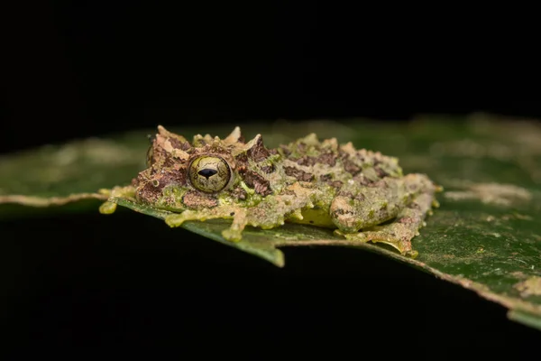 Macro Image Mossy Tree Frog Rhacophorus Everetti Inglés Sabah Borneo — Foto de Stock