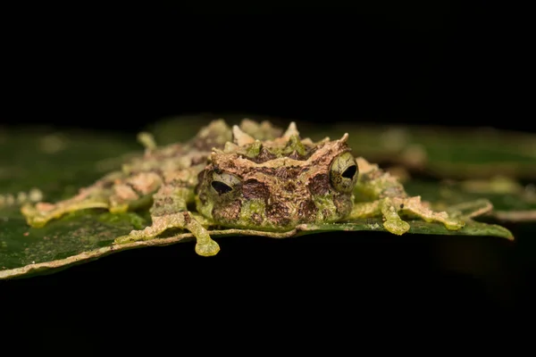 Macro Immagine Rana Muschiata Rhacophorus Everetti Sabah Borneo Preso Notte — Foto Stock