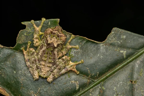 매크로 이미지 Mossy Tree Frog Rhacophorus Everetti 네오의 우아하고 성가신 — 스톡 사진