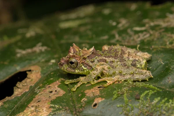 麝香树蛙的宏观形象 沙巴婆罗洲晚上拍摄 可爱可爱的婆罗洲苔藓树蛙 — 图库照片
