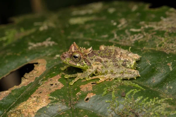 Makro Obrázek Mossy Tree Frog Rhacophorus Everetti Sabah Borneo Vzal — Stock fotografie