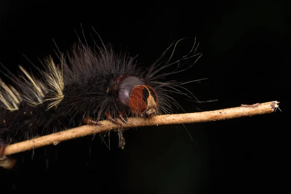 Makroaufnahme Der Schönen Raupe Von Sabah Borneo Nature Wildlife Concept — Stockfoto