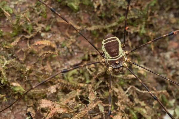 Betakarító Pók Zöld Levél Háttér Nature Wildlife Koncepció — Stock Fotó