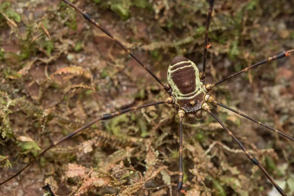 緑の葉の背景にあるハーベストマンクモ 自然野生生物の概念 — ストック写真