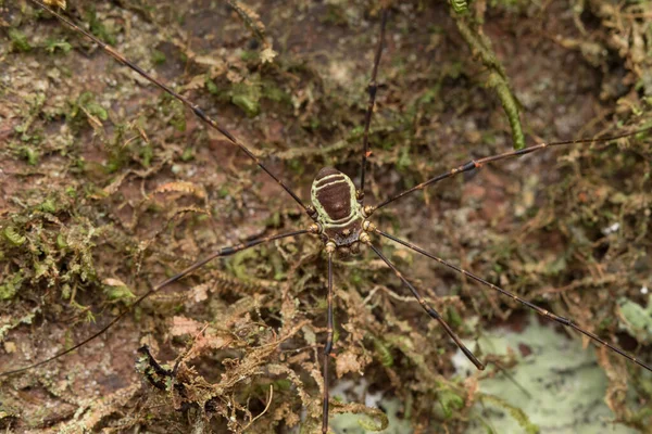 緑の葉の背景にあるハーベストマンクモ 自然野生生物の概念 — ストック写真