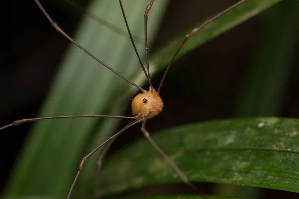 Harvestman Araignée Sur Fond Feuilles Vertes Nature Wildlife Concept — Photo