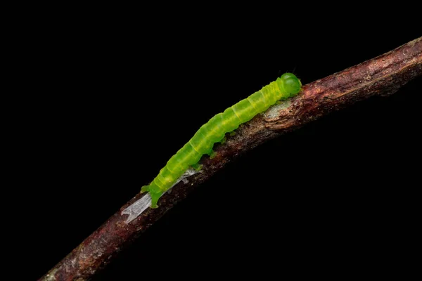 Beautiful Green Caterpillar Brunches Nature Wildlife Concept — Stock Photo, Image