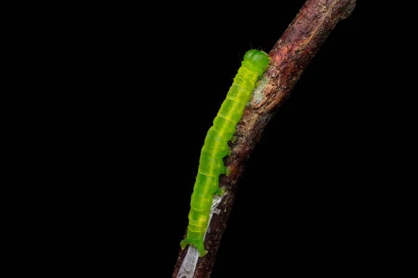 Hermosa Oruga Verde Los Almuerzos Concepto Vida Salvaje Naturaleza — Foto de Stock