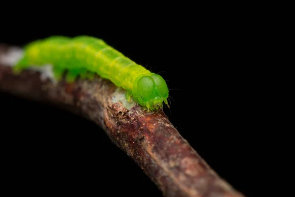 Hermosa Oruga Verde Los Almuerzos Concepto Vida Salvaje Naturaleza — Foto de Stock