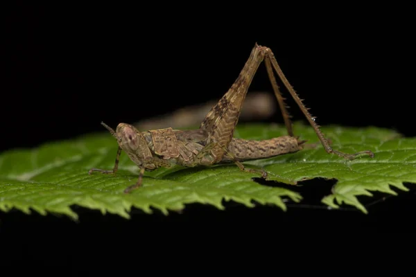 Macro Image Sauterelle Sur Feuille Verte Nature Wildlife Concept — Photo