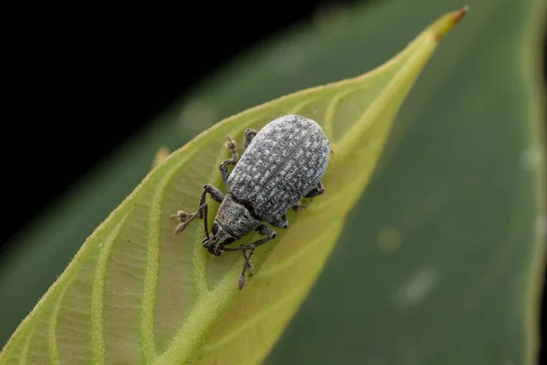 Imagem Cena Vida Selvagem Conceito Minúsculo Vida Selvagem Natureza — Fotografia de Stock