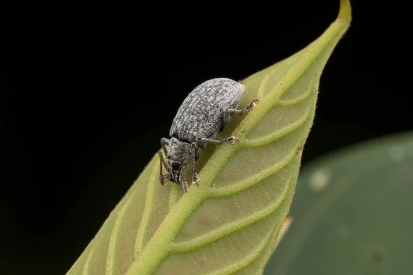 Wildlife Scene Beeld Van Een Klein Weevil Nature Wildlife Concept — Stockfoto