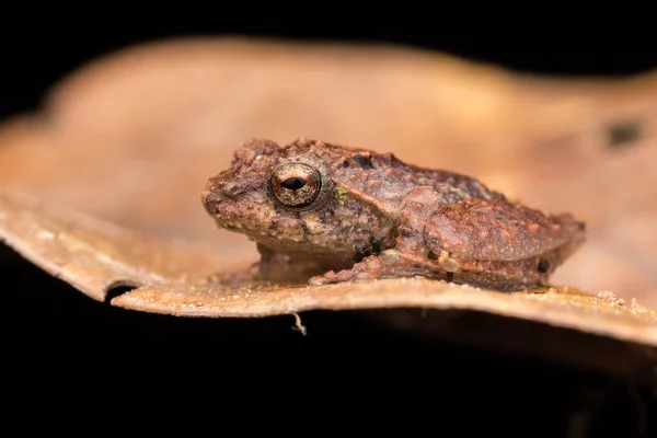 Žabák Ležící Listí Příroda Volně Žijících Živočichů — Stock fotografie