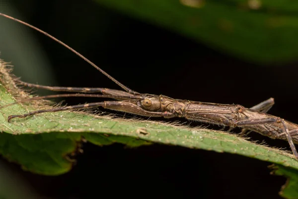 Ogromny Brązowy Kij Owadów Dżungli Borneo Natura Koncepcja Dzikiej Przyrody — Zdjęcie stockowe