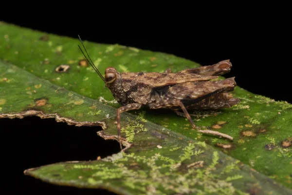 Μακρο Εικόνα Του Grasshopper Πράσινο Φύλλο Φύση Έννοια Της Άγριας — Φωτογραφία Αρχείου