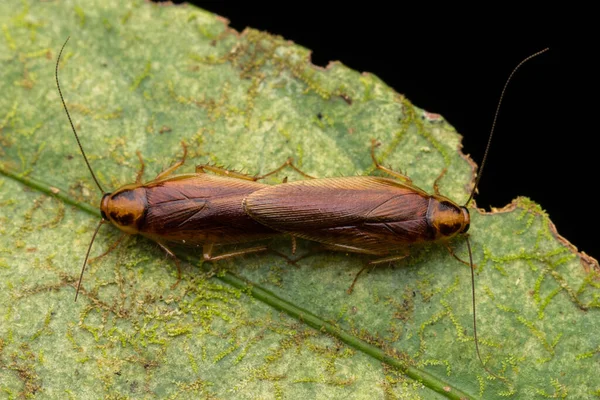 Nature Cafards Des Forêts Sauvages Accouplant Sur Des Feuilles Vertes — Photo