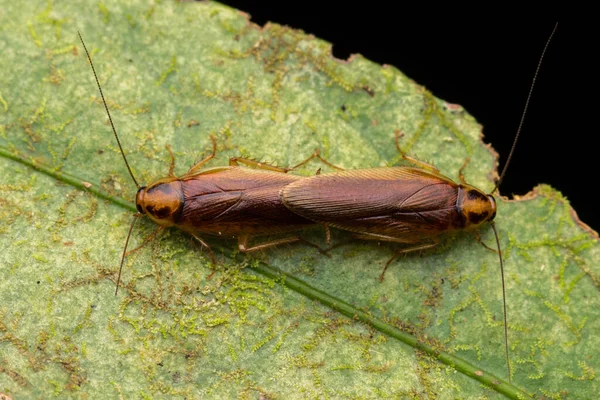 자연림 바퀴벌레가 위에서 짝짓기를 생태계의 — 스톡 사진