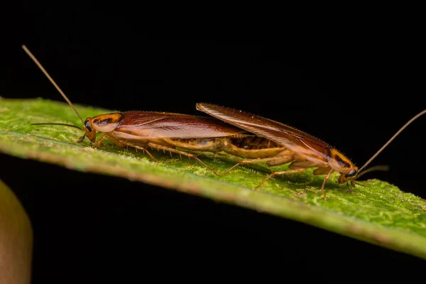 Φύση Άγρια Δάση Κατσαρίδες Ζευγαρώνουν Πράσινο Φύλλο Φύση Έννοια Της — Φωτογραφία Αρχείου