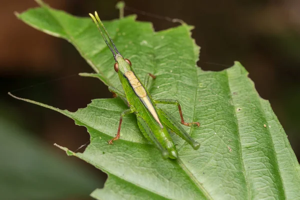 Makro Obraz Konika Polnego Zielonym Liściu Natura Koncepcja Dzikiej Przyrody — Zdjęcie stockowe